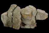 Fossil Sauropod Bone Section - Morrison Formation #120551-1